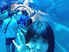 -迪拜水族馆及水下动物园