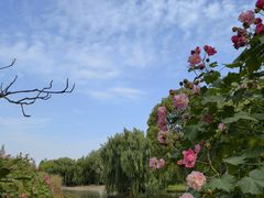 -西山漾湿地公园