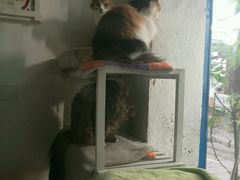 -Anne猫窝咖啡屋