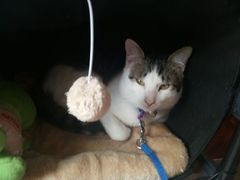 android_upload_pic-海边的猫和咖啡馆