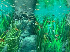 -上海海洋水族馆