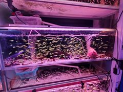 -华声天桥民俗文化园