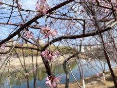 -桃花堤公园