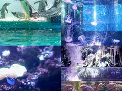 -正佳极地海洋世界