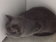-联萌宠物医院(猫病专科)