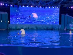 -海合安青岛极地海洋公园