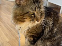 -COLOR PETS 撸猫馆·购猫·猫咖(长风大悦城店)