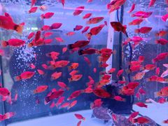 -花鸟鱼虫鲜花绿植市场(玉泉路店)