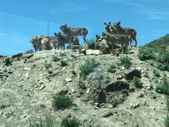 -新疆天山野生动物园