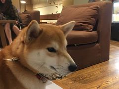 -柴务处·柴犬主题狗咖