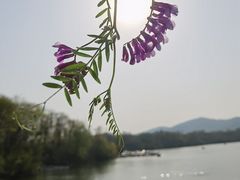-佛手湖郊野公园