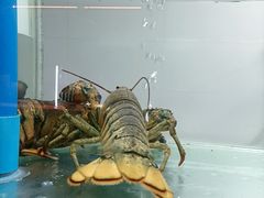 -松沪名灶·豆浆鱼头·新上海菜(江川路交大店)