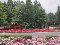-大望京公园