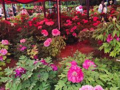 -洛阳市隋唐城遗址植物园