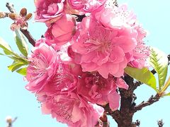 -南国桃园旅游度假区