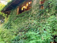 绿植门口-馬蘭花開(车站大道店)