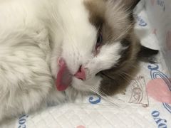 -灵美宠物诊所