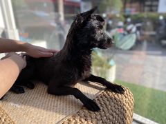 -BABYDOG宝贝狗宠物乐园(欧洲城店)