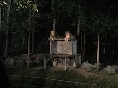 -清迈夜间动物园