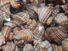 海螺-将相和·海鲜蒸饺大连菜