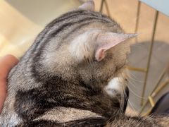 -飞行喵MR PILOT|猫舍·猫咖(静安大融城店)
