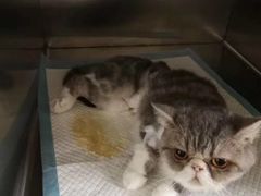 -创凡宠物医院·骨专科  猫科中心(西乡分院)