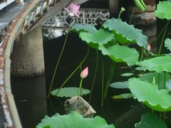 -荔湾湖公园