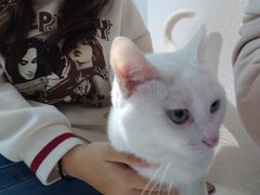 -琪喵猫屋·撸猫猫咖·猫舍