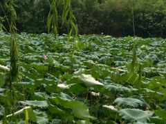 -洛漾舸船宴餐厅(洛漾半岛店)