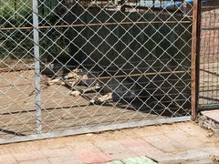 -红花尔基樟子松国家森林公园