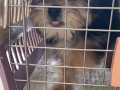 -艾贝尔宠物医院·狂犬免疫点(江山金象城店)