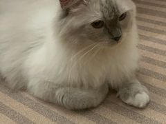 -MOCHA明星猫咖(田子坊店)