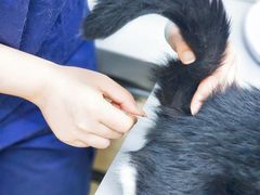 -爱侣宠医·鹦鹉专科·小型哺乳类·异宠专科(灵石路店)