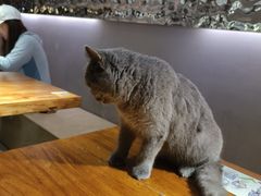 -more than meow吴止猫主题餐厅(承德 中船汇店)