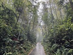 -九龙江国家森林公园