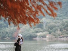 -深圳仙湖植物园-停车场