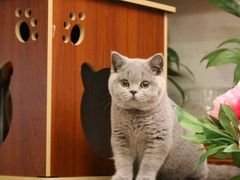 -Bastet sally猫舍购宠(静安店)