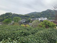 -龙井村