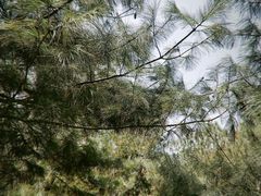 -森林公园(尖草坪区)