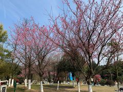 -铁山坪森林公园