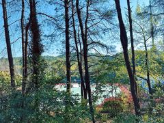 -铁山坪森林公园