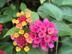 -上房园艺·梦花源