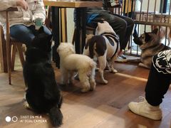 -萌喵咖啡屋(人民东路4号口M16商铺店)