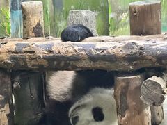 -上海野生动物园