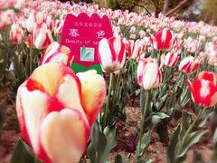 -长春公园(普阳街道)