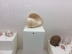 -青岛贝壳博物馆