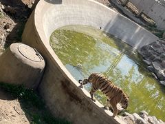 -石家庄市动物园