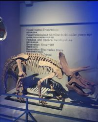 -恐龙探索乐园(磁器口店)