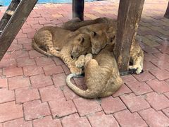 -大连森林动物园