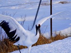 -钏路市丹顶鹤自然公园